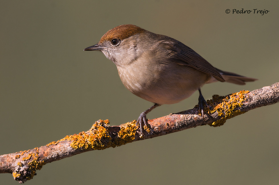 Curruca capirotada (Sylvia atricapilla)